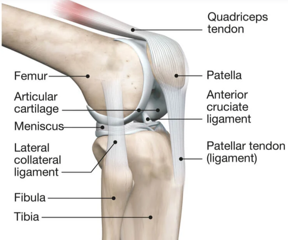 Causes of Knee Pain, Treatment Options & Prevention